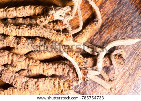 Chinese fungus cordyceps, Chinese folk medicine. Tibetan herbs and drugs are collected in the Himalayas
