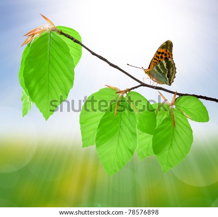 butterfly sitting on spring beech branch