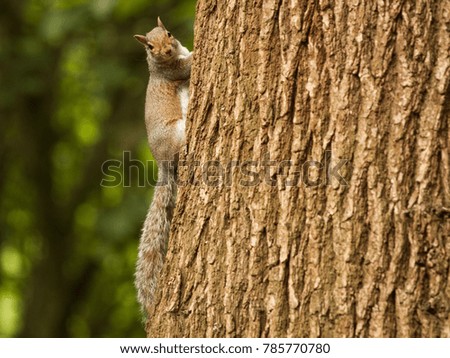 One grey squirrel in forest jumping on tree 
