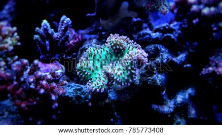 Leather sarcophyton soft coral
