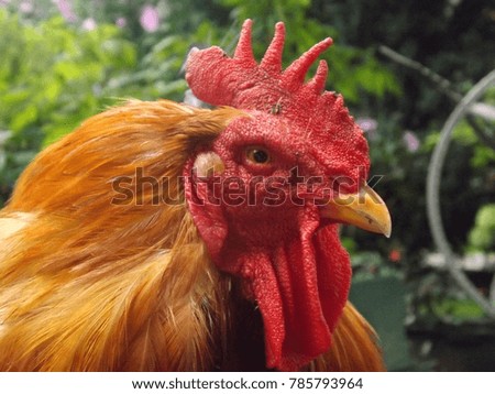 Close picture chicken