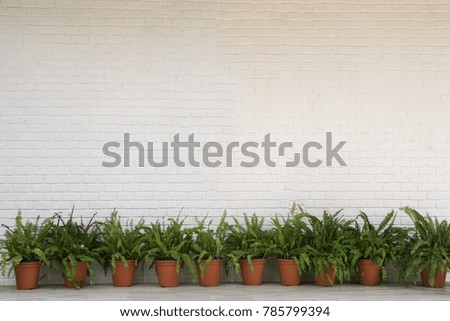 White brick wall background with row of sword fern in red pot below.