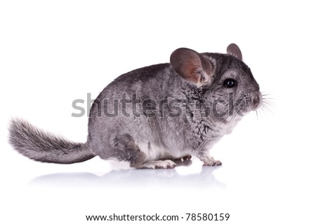 picture of a Young Chinchilla over white background