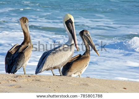 Brown pelican family on the beach, ocean waves in background, Melbourne Beach, Florida Royalty-Free Stock Photo #785801788