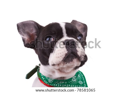curious  French bulldog looking up, closeup picture, over white