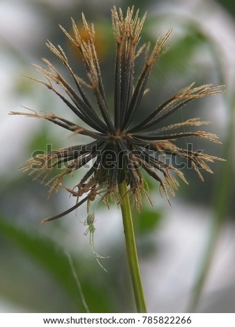Grass flower close up with macro lens