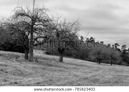Black and white of apple trees on a meadow
