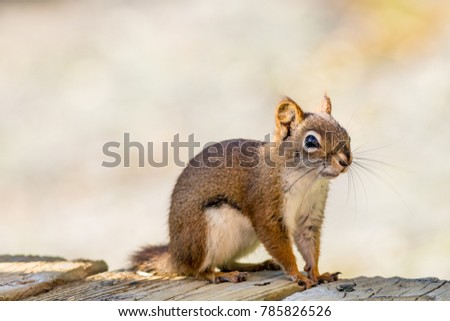 Adorable little American Red Squirrel (Tamiasciurus hudsonicus) against a forest green background