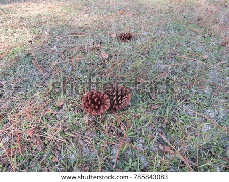 Pine cones in forest