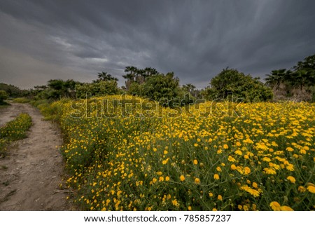 Field of yellow daisies. Flowers in a palm grove.