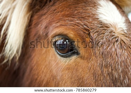 shetlandpony eye close up porträt Royalty-Free Stock Photo #785860279