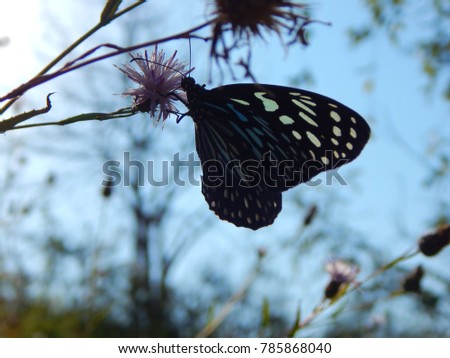Butterfly on flower in forest