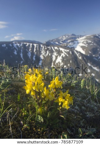 Mountain flowers of Urals