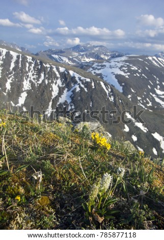 Mountain flowers of Urals