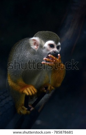 Cute Squirrel monkey (Saimiri)