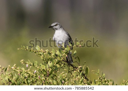 Mockingbird scouting the area on the top of scrub brush