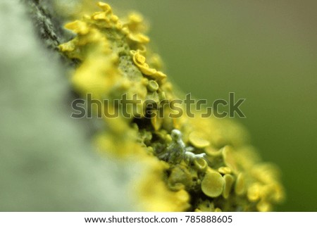 Macro photo of a lichen. Multi-colored lichen. Wonderful nature. Macrocosm of plants in autumn.