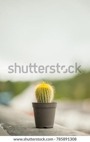 Cactus in the port