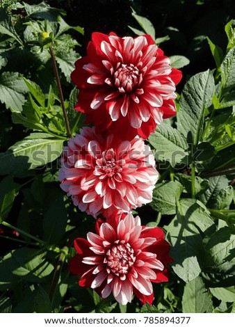 Red and white flower in green leave dahlia colorful blossom texture summer garden beautiful petals soft spring