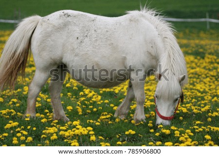 Beautiful horse. Horse shot outside. Western horse. Animal photography. Pure breed.
