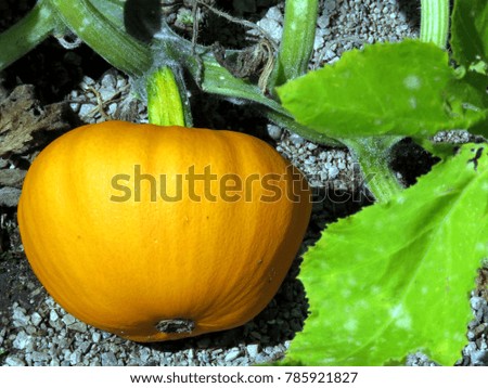 Pumpkin matures in vegetable garden on a shore of the Lake Ontario in Toronto, Canada, August 30, 2016