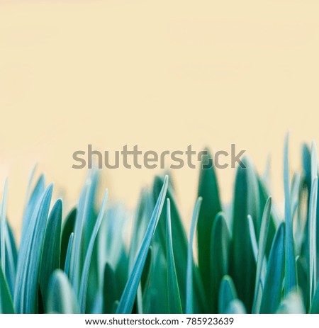 spring green leaves of daffodils on a background.