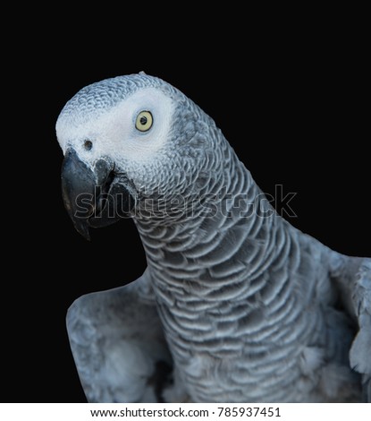 Beautiful parrot on a black background