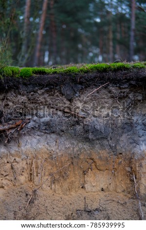 close up of podzol soil with visible layers on sands Royalty-Free Stock Photo #785939995