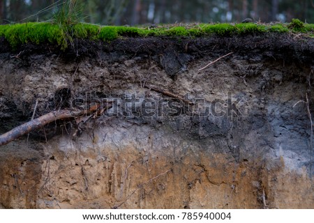 close up of podzol soil with visible layers on sands Royalty-Free Stock Photo #785940004