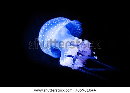 WHITE-SPOTTED JELLYFISH (Phyllorhiza punctata) is a species also known as the floating bell Royalty-Free Stock Photo #785981044