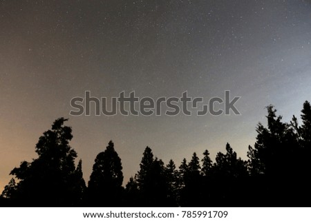 Stars Hanging Over a Silhouetted Forest