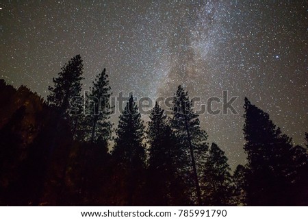 Milky Way Hanging Over Pine Trees