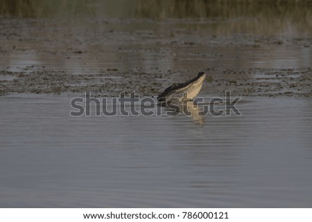 Florida alligator cruising the lake 