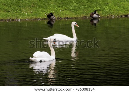 A pair of swans swim in a pond.
White swans and other waterfowl on the pond.