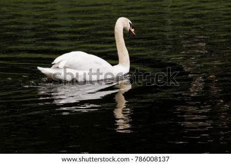 White swan on black water.
White swans and other waterfowl on the pond.
