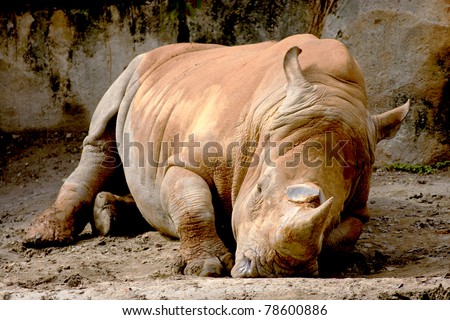 a White Rhinoceros get hurt rest on ground