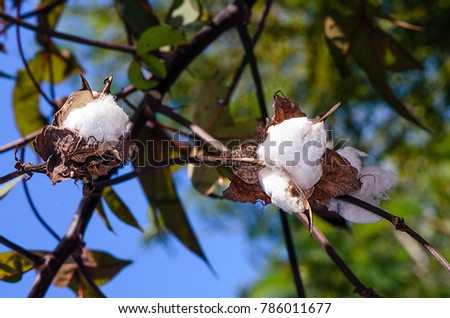 White cotton wool flowers of cotton on branches in dry, brown leaves on a green background