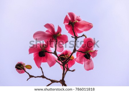 Gently pink magnolia flowers on a tree branch, lit by the daylight summer sun