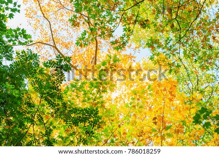 picture of a tree canopy with colorful autumn leaves