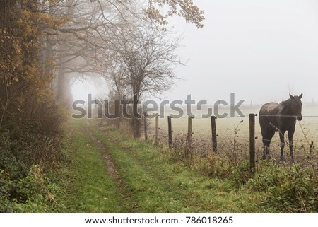 foggy landscape with a field path in late autumn