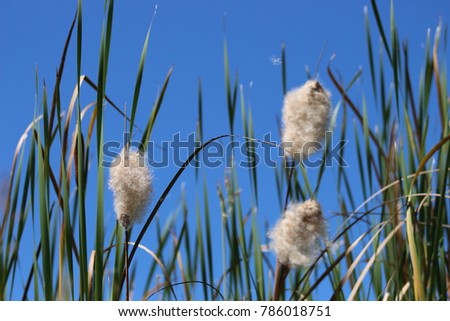 A bunch of seed heads of phragmites or reed growing in the Okavango Delta in Botswana against the blue African sky