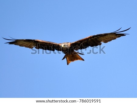 Black Kite (Milvus migrans) hunting for prey, flying against blue sky. Close up and detailed view. Taken in Corsica.