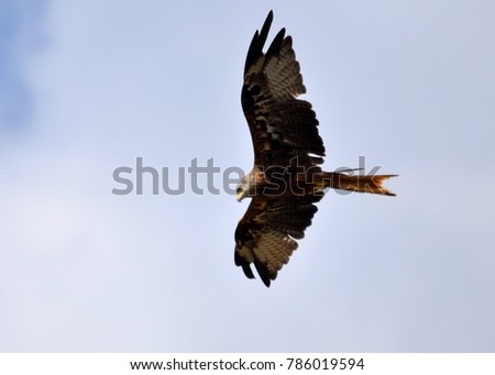 Black Kite (Milvus migrans) hunting for prey, flying against cloudy sky. Close up and detailed view. Taken in Corsica.