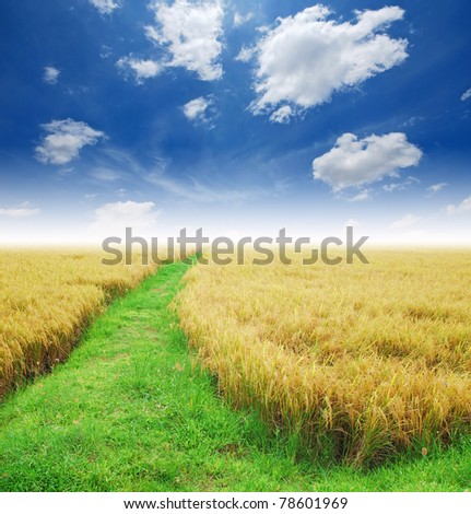 Grass way yellow field and blue sky background in Thailand