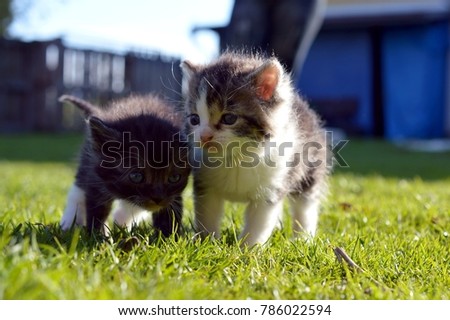 Two small cute kittens on a green grass