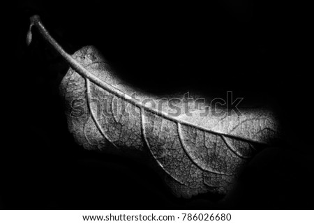 leaf body isolated