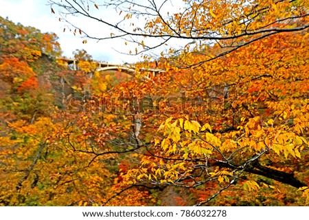 Autumn season leaf in Naruko international park, Japan