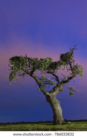 cork oak with stork nests. Tree and star night photography