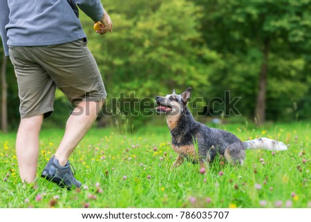 picture of a man who plays with an Australian Cattledog outdoors