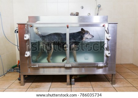 picture of an Australian Cattledog in a hydrotherapy station